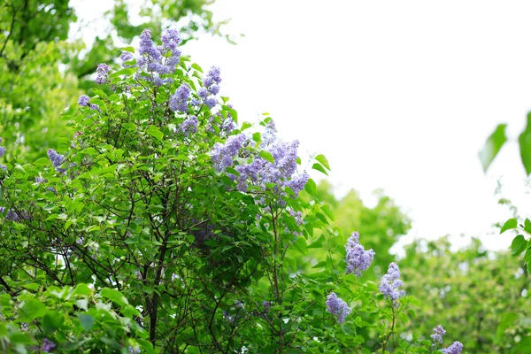 stock image Lilac at spring