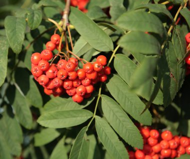 Ashberry ile yapraklar