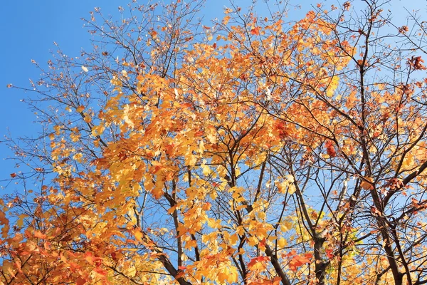 나무에 노란 잎 — 스톡 사진