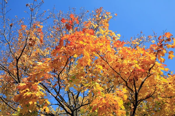 Žluté listí na stromě — Stock fotografie