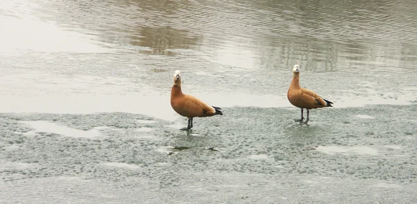 Two geese on ice — Stock Photo, Image