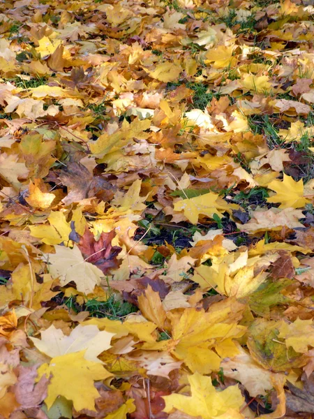 stock image Yellow maple carpet