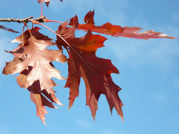 Červený javor na podzim — Stock fotografie