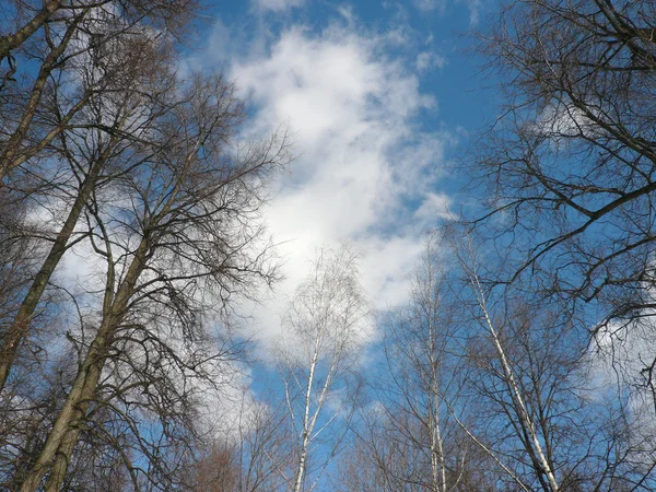 Ormandan mavi gökyüzü — Stok fotoğraf