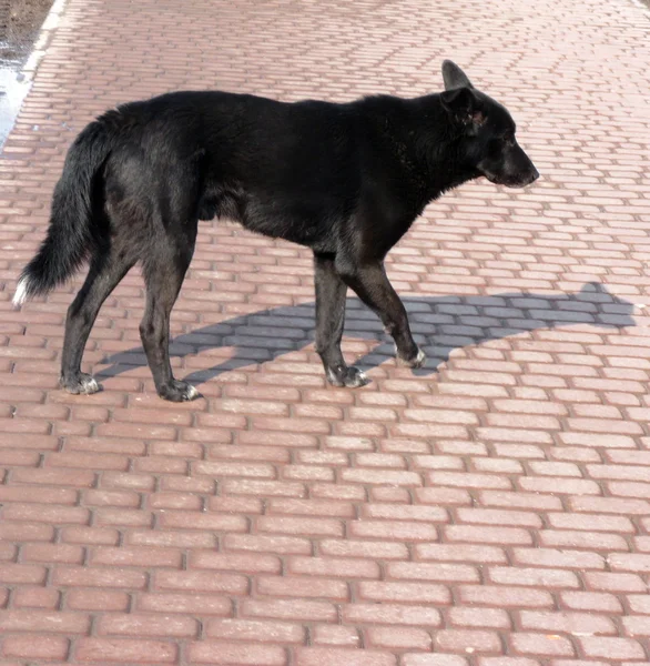 Straßenhund — Stockfoto