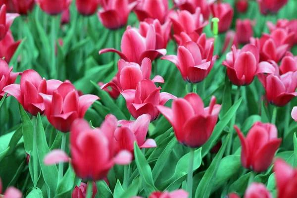 Red tulip at spring — Stock Photo, Image