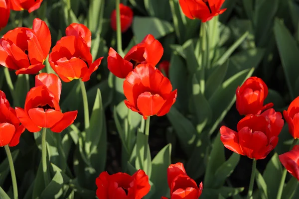 stock image Red tulip at spring