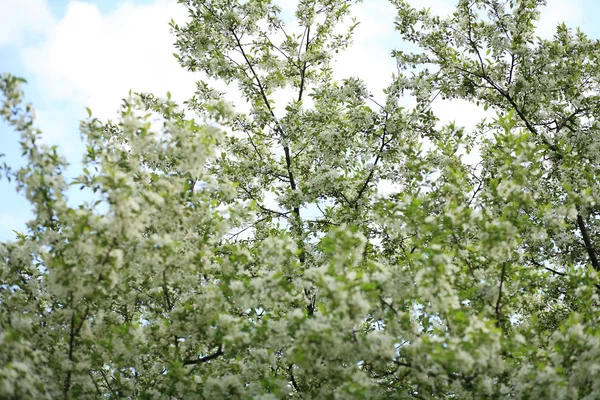Cerisier fleur — Photo
