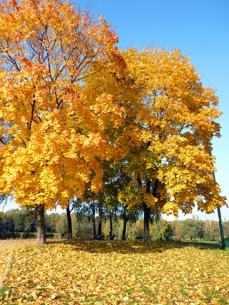 Stock image Maple alley at autumn