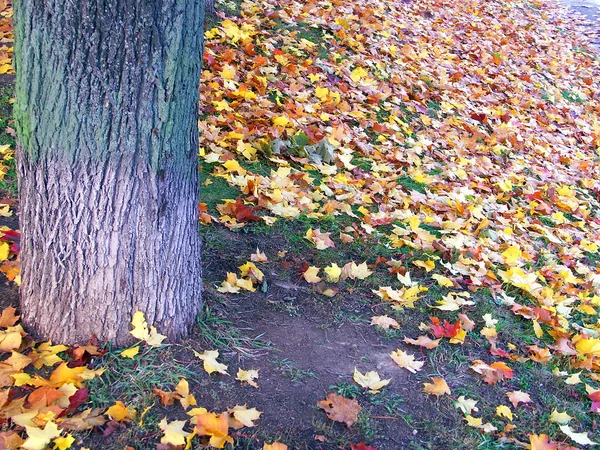 Arce hojas amarillas —  Fotos de Stock