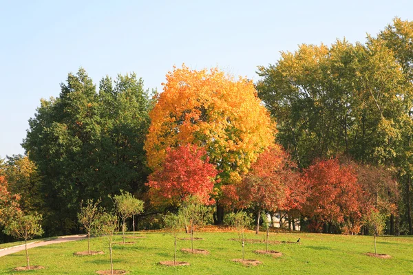 Trees at autumn — Stock Photo, Image
