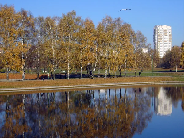 Парк в золотому осінньому — стокове фото