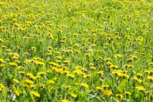 stock image Dandelion at spring