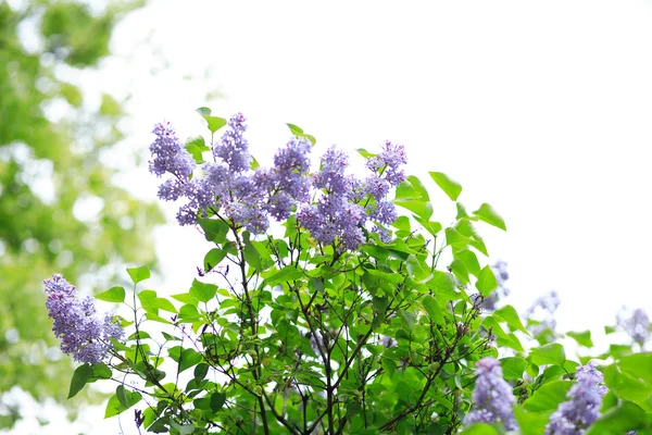 stock image Lilac at spring