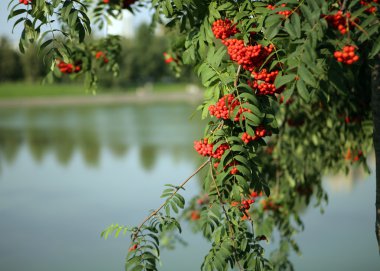 Ashberry ile yapraklar