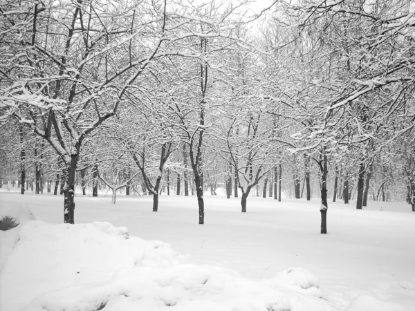 Po śniegu — Zdjęcie stockowe