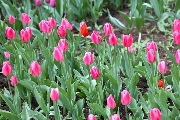 Tulip at spring — Stock Photo, Image