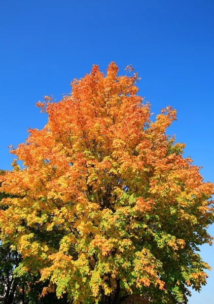 Drzewo jesień złota — Zdjęcie stockowe