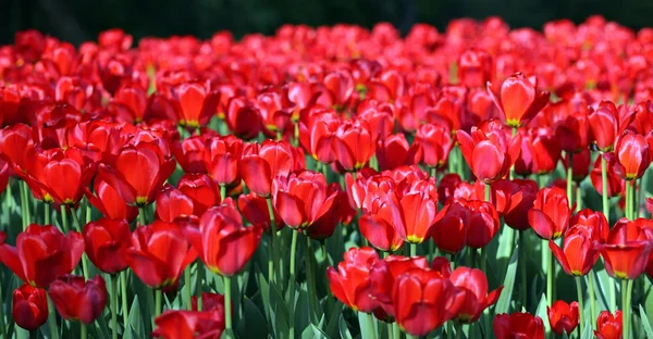 Punainen tulppaani keväällä — kuvapankkivalokuva