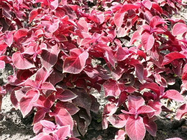 花壇に赤い葉します。 — ストック写真