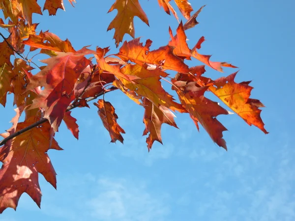 Червоний клен восени — стокове фото