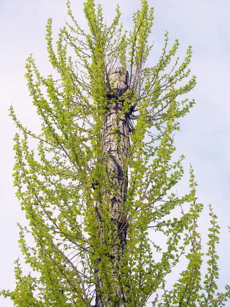 Yeşil ağaç yapraklar — Stok fotoğraf