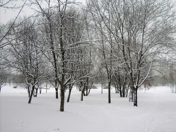 Po śniegu — Zdjęcie stockowe