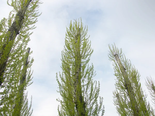 Huş ağacı korusu — Stok fotoğraf