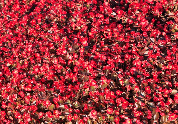 stock image Red little flowers