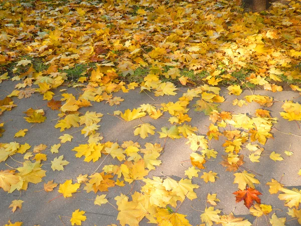 Žlutá javor koberec na asfaltu — Stock fotografie