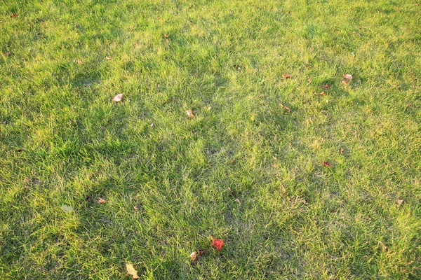 Трава осенью — стоковое фото