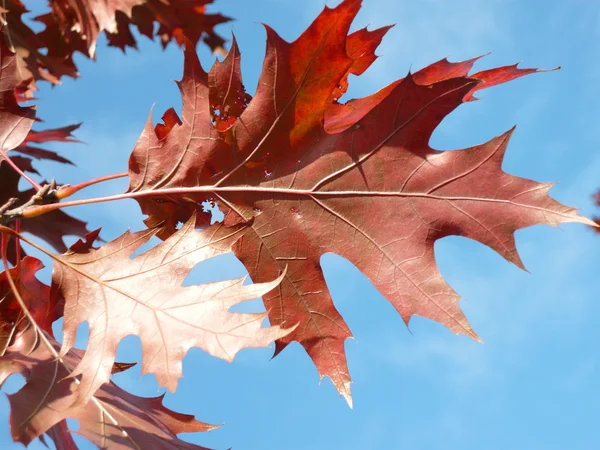 Červený javor na podzim — Stock fotografie