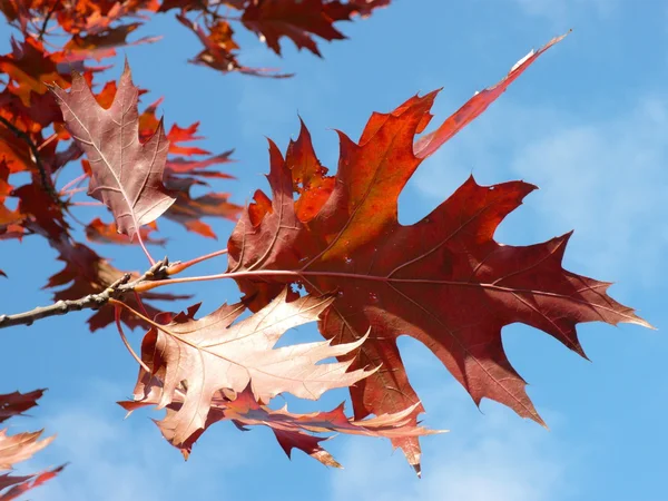 Röd lönn på hösten — Stockfoto