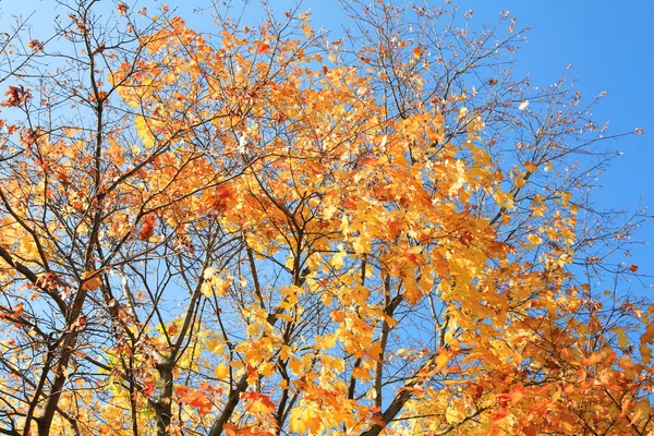 Žluté listí na stromě — Stock fotografie