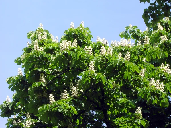 stock image Chestnut at spring