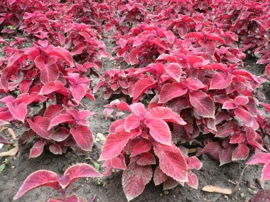 flowerbed üzerinde kırmızı yapraklar