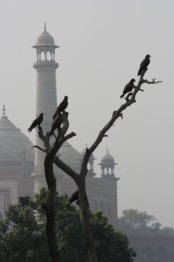 Taj mahal agra Hindistan