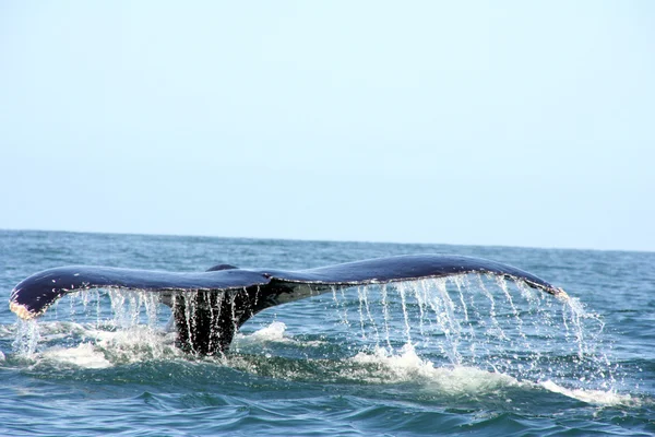 Observation des baleines Mexique — Photo