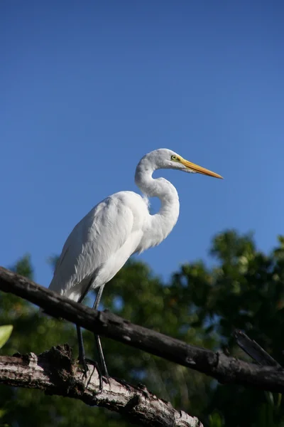 stock image White heron on a tree