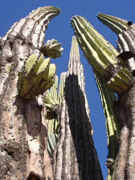 Cactussen tegen een blauwe hemel — Stockfoto