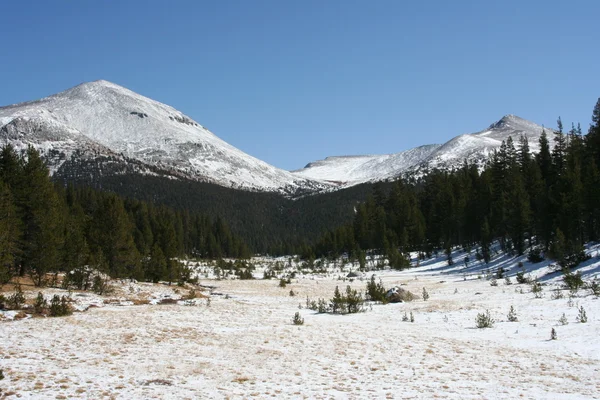 Snowy meadow Yosemite — Stock Photo, Image