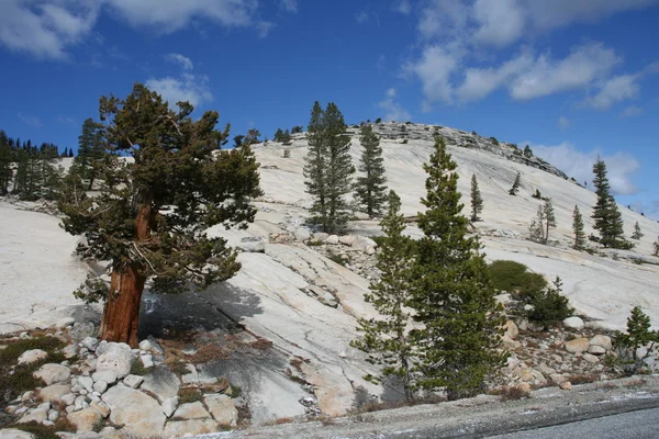 Montaña Yosemite con árboles — Foto de Stock