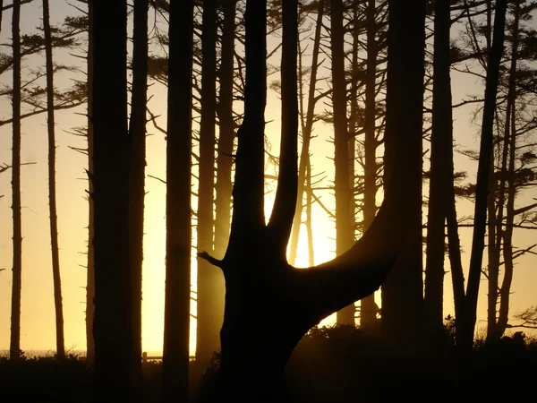 ağaçların arkasında günbatımı