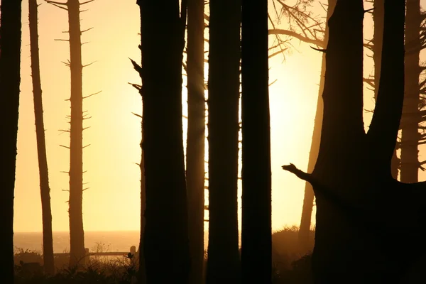 ağaçların arkasında günbatımı