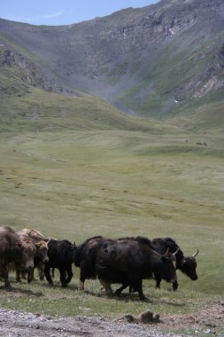 yüksek dağlarda yaks