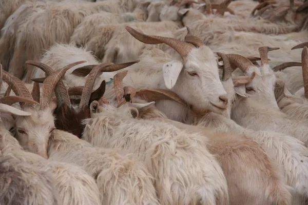 stock image Goat at market