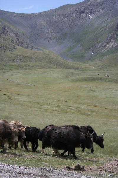 Yaks en altas montañas — Foto de Stock