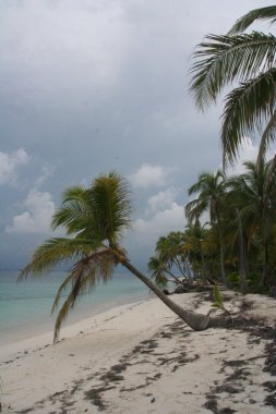 Palm trees on tropical beach clipart