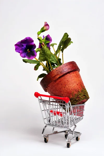Large Flower — Stock Photo, Image