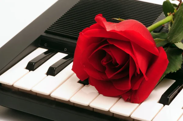 Rosa y teclado — Foto de Stock